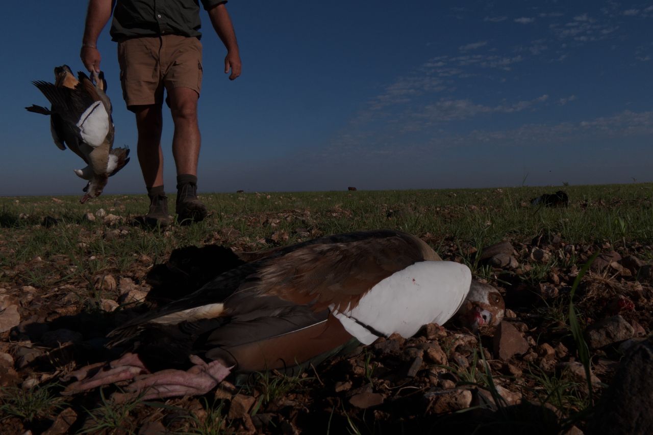 Bateleur Hunting Safaris